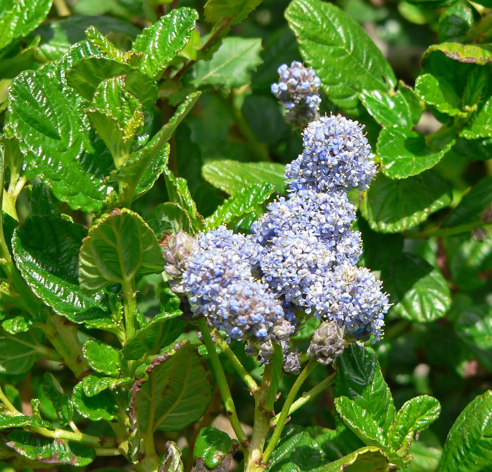 Carmel Creeper Ceanothus (Ceanothus Griseus Var. Horizontalis) — Reaching 2-3 feet in height and spreading 8-10 feet wide