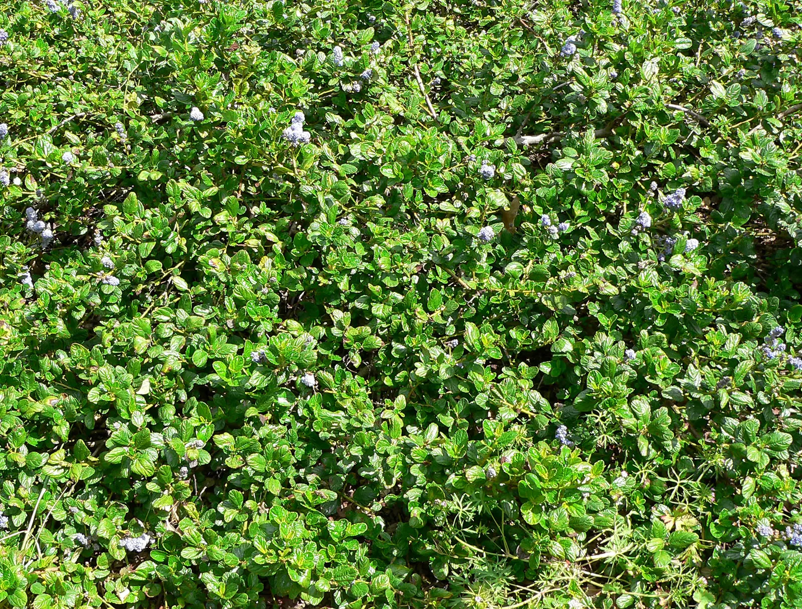 Carmel Creeper Ceanothus (Ceanothus Griseus Var. Horizontalis) — horizontalis, or Carmel Creeper, is a fast-growing, evergreen shrub prized for its dense