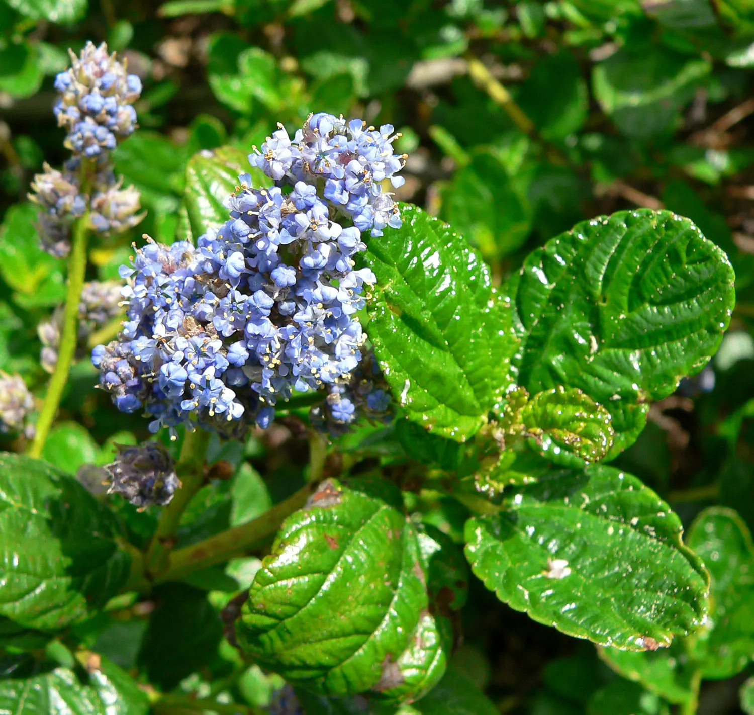Carmel Creeper Ceanothus (Ceanothus Griseus Var. Horizontalis) — this California native boasts abundant