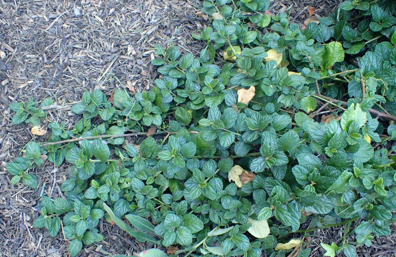 Carmel Creeper Ceanothus (Ceanothus Griseus Var. Horizontalis) — Ideal for slopes and erosion control