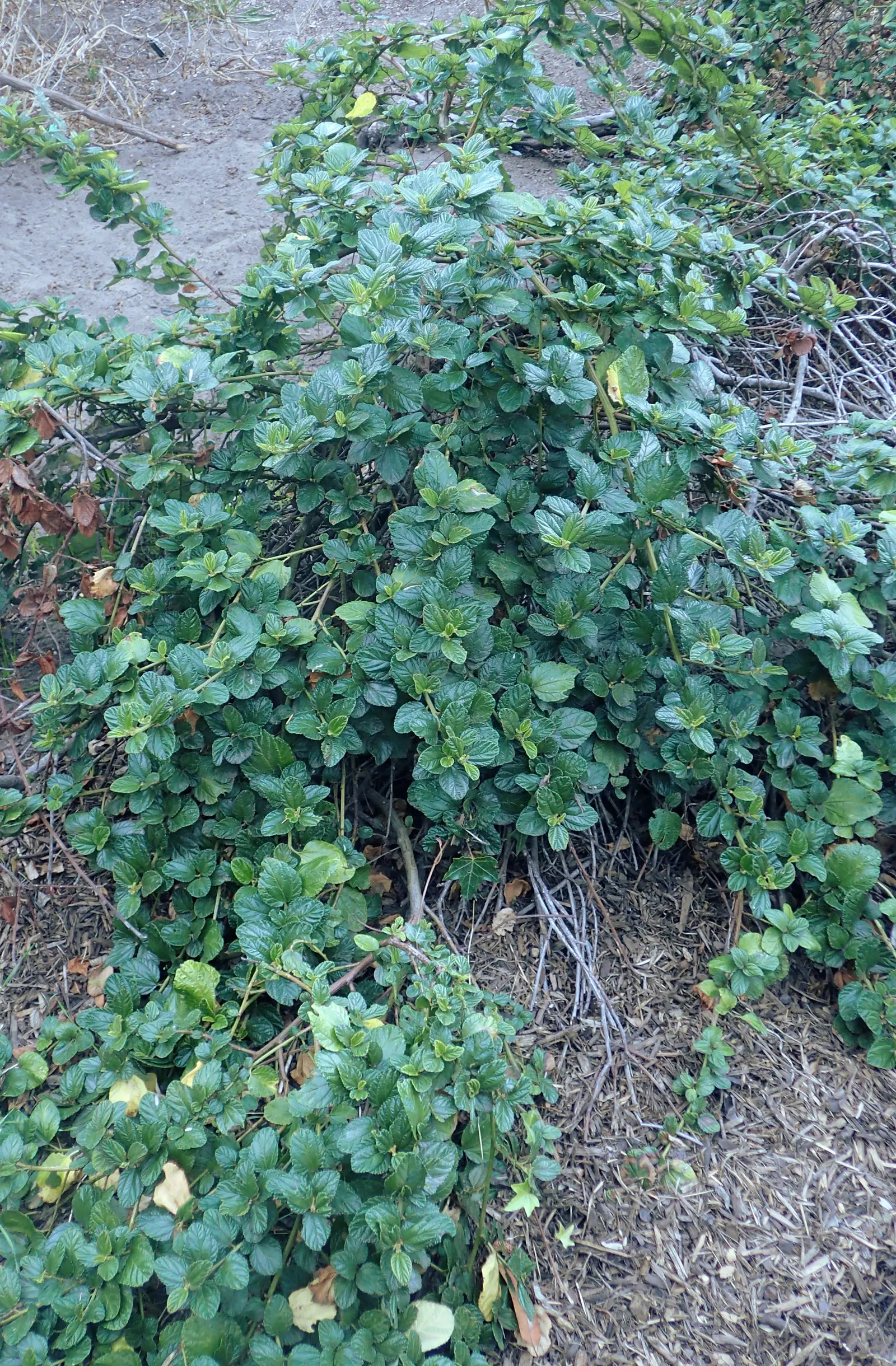 Carmel Creeper Ceanothus (Ceanothus Griseus Var. Horizontalis) — sky-blue flowers in spring