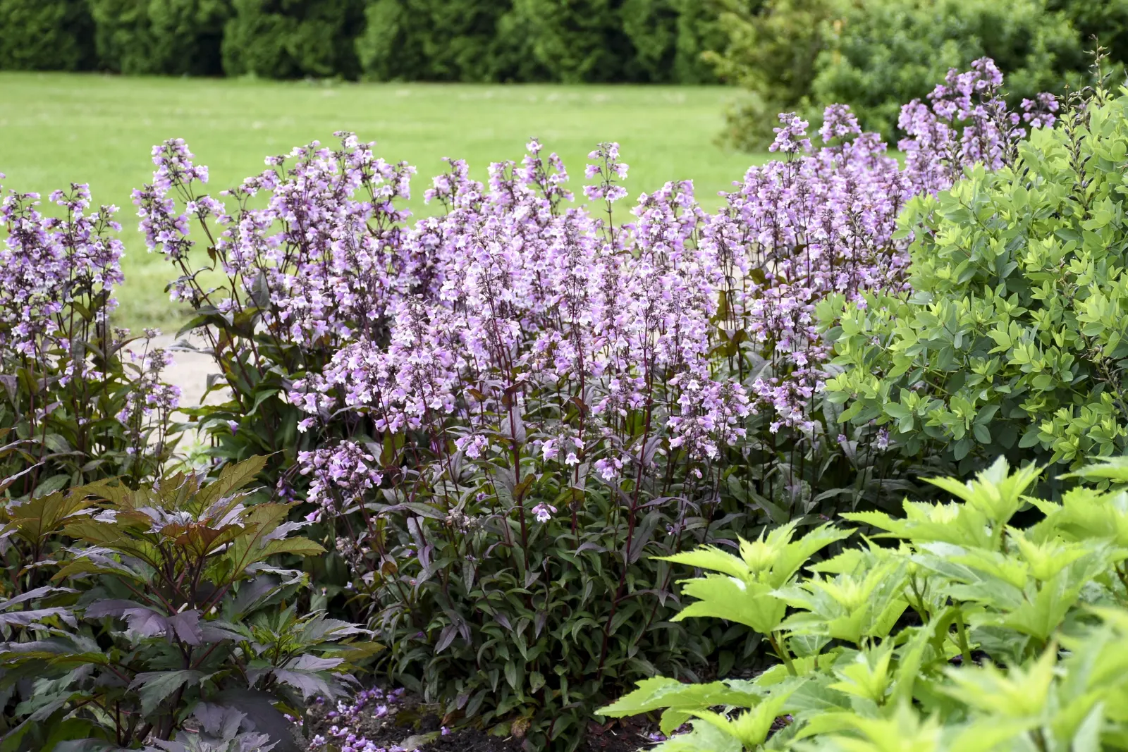'Midnight Masquerade' Beardtongue (Penstemon hybrid) — This easy-to-grow beardtongue perennial performs best in full sun and dry to average; and ability to