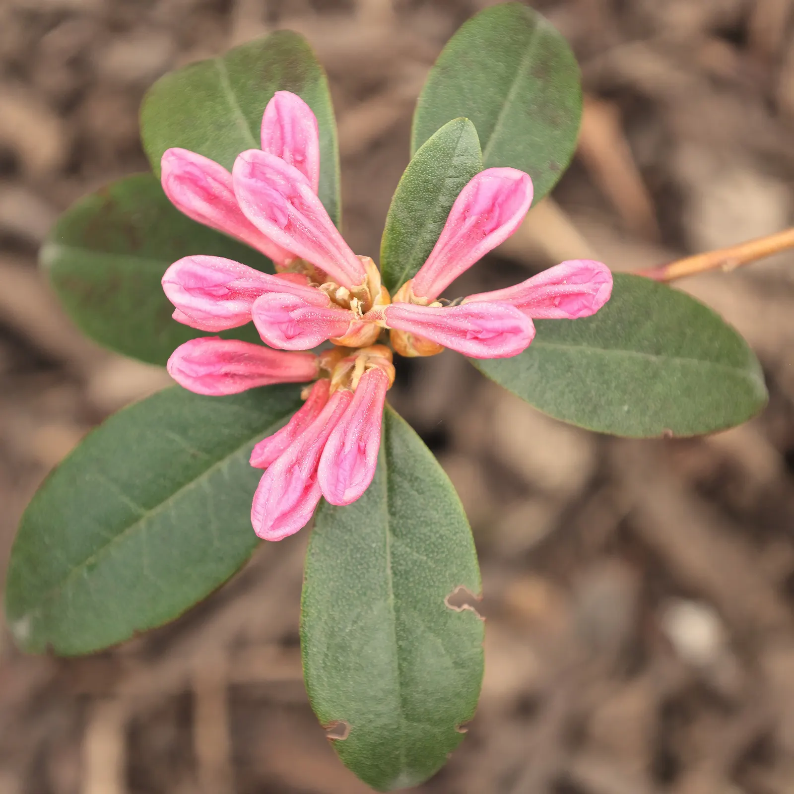 Aglo Rhododendron (Rhododendron 'Aglo') — Rhododendron 'Aglo' is a compact, evergreen shrub, thriving in partial shade