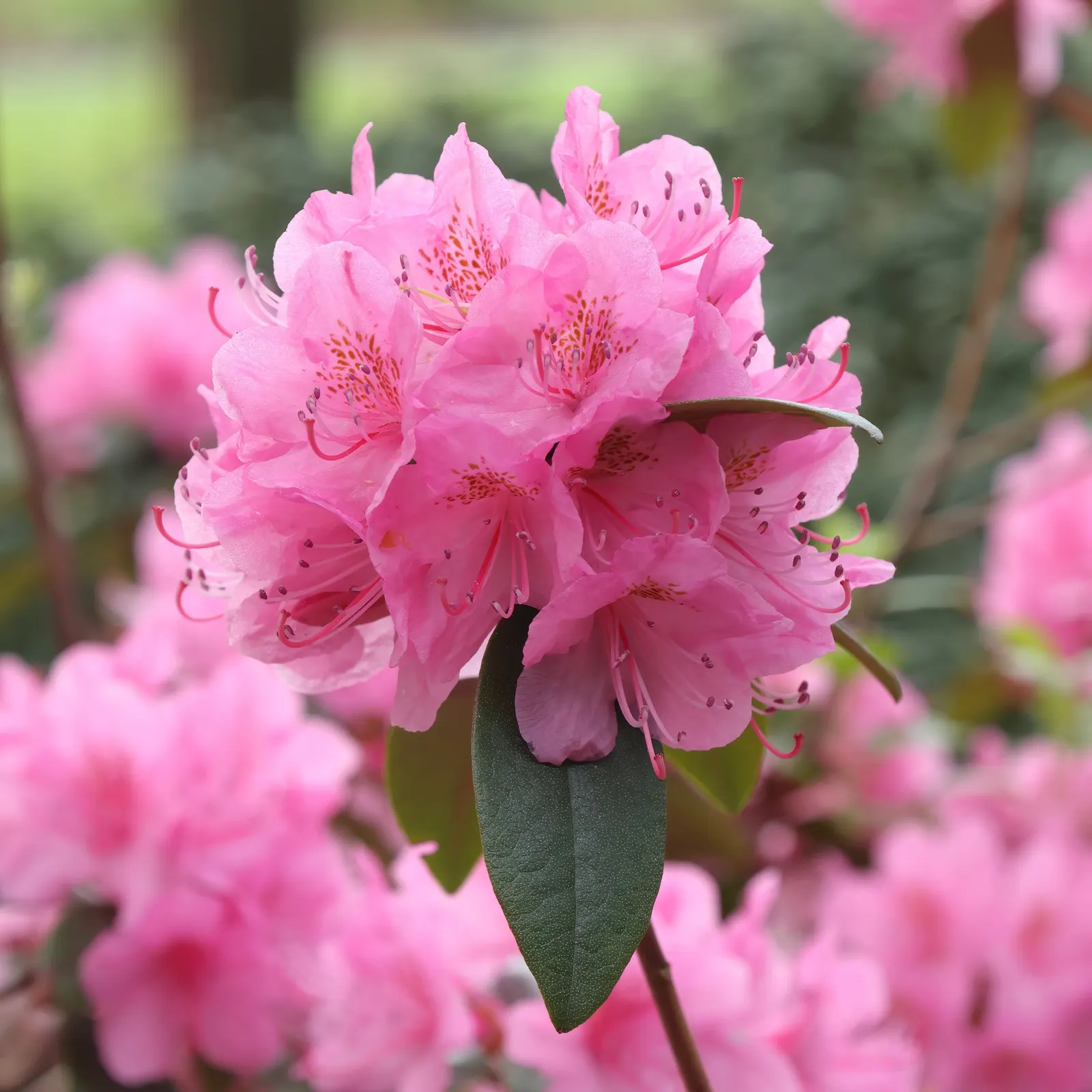 Aglo Rhododendron (Rhododendron 'Aglo') — Provides year-round interest due to its lush, dark green foliage