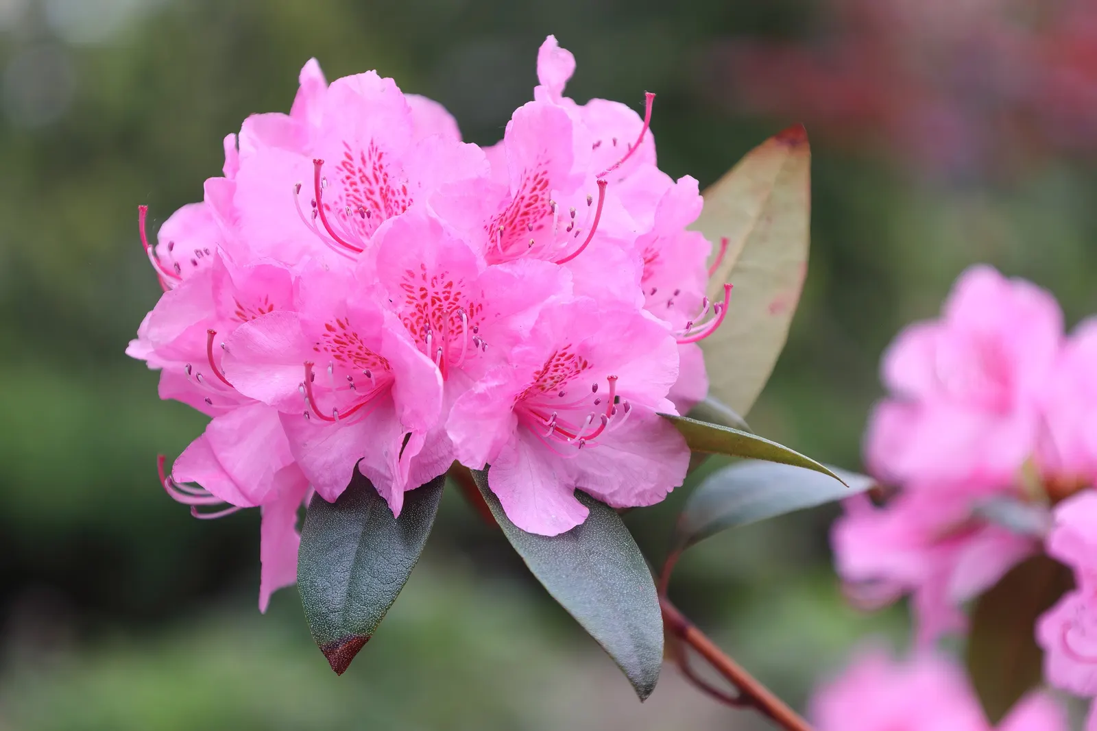 Aglo Rhododendron (Rhododendron 'Aglo') — making it an excellent choice for foundation plantings