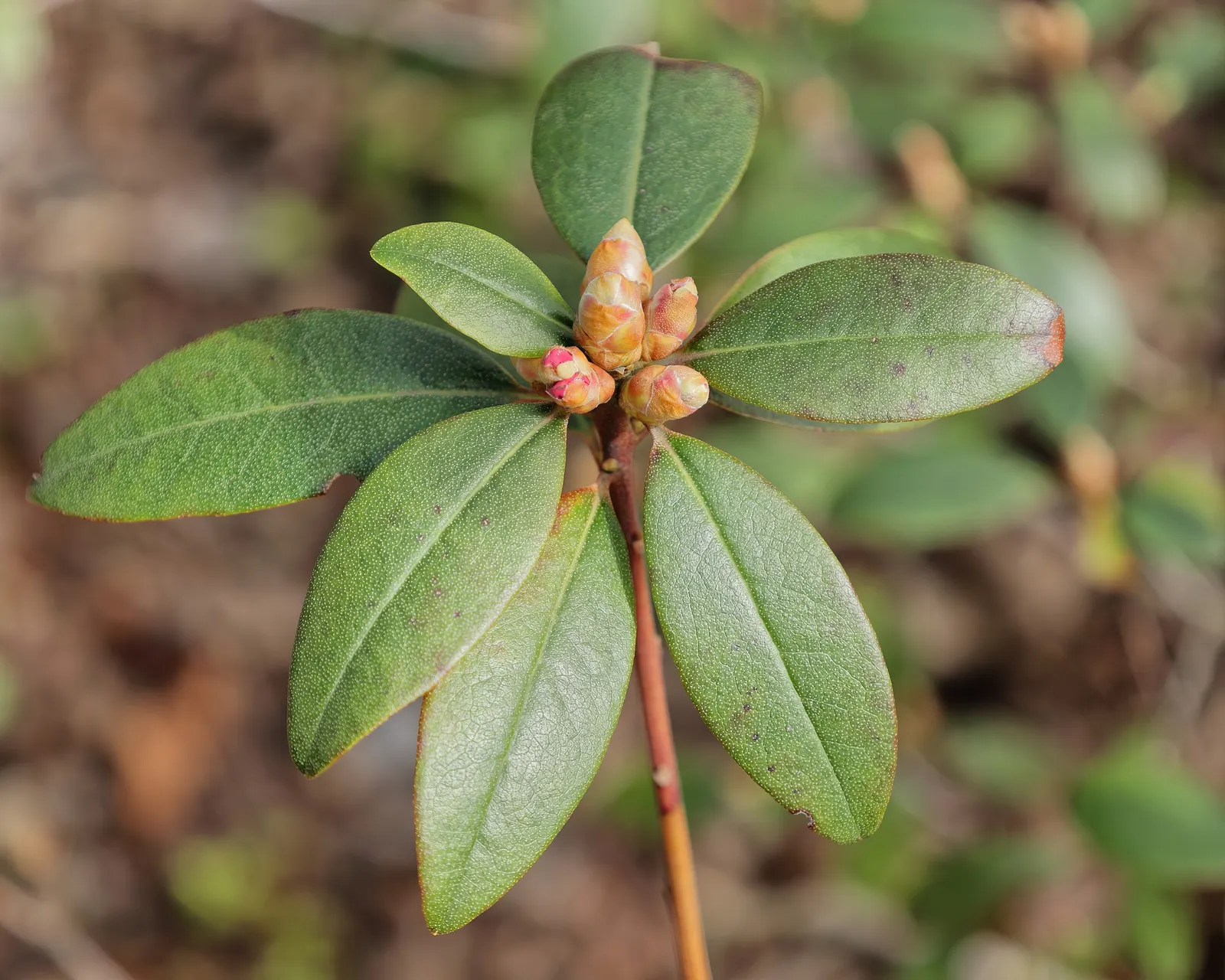 Aglo Rhododendron (Rhododendron 'Aglo') — It boasts prolific spring blooms with showy pink flowers, each funnel-shaped and up to 1.5 inches wide