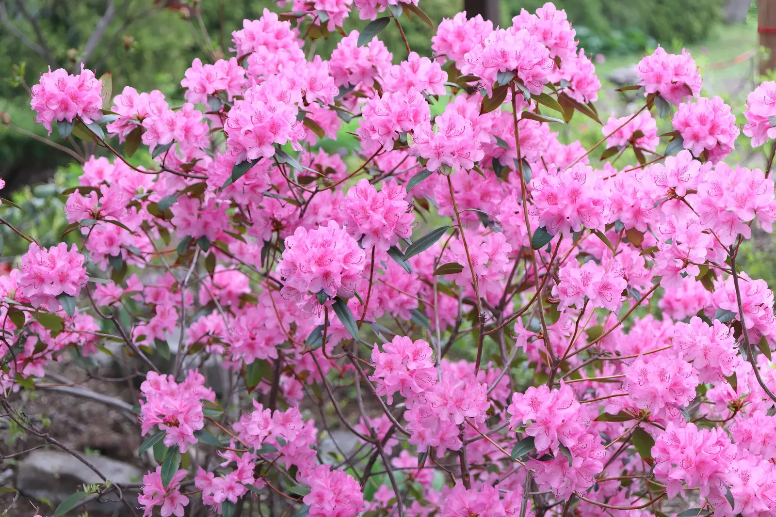 Aglo Rhododendron (Rhododendron 'Aglo') — Excellent for small gardens or as a foundation planting