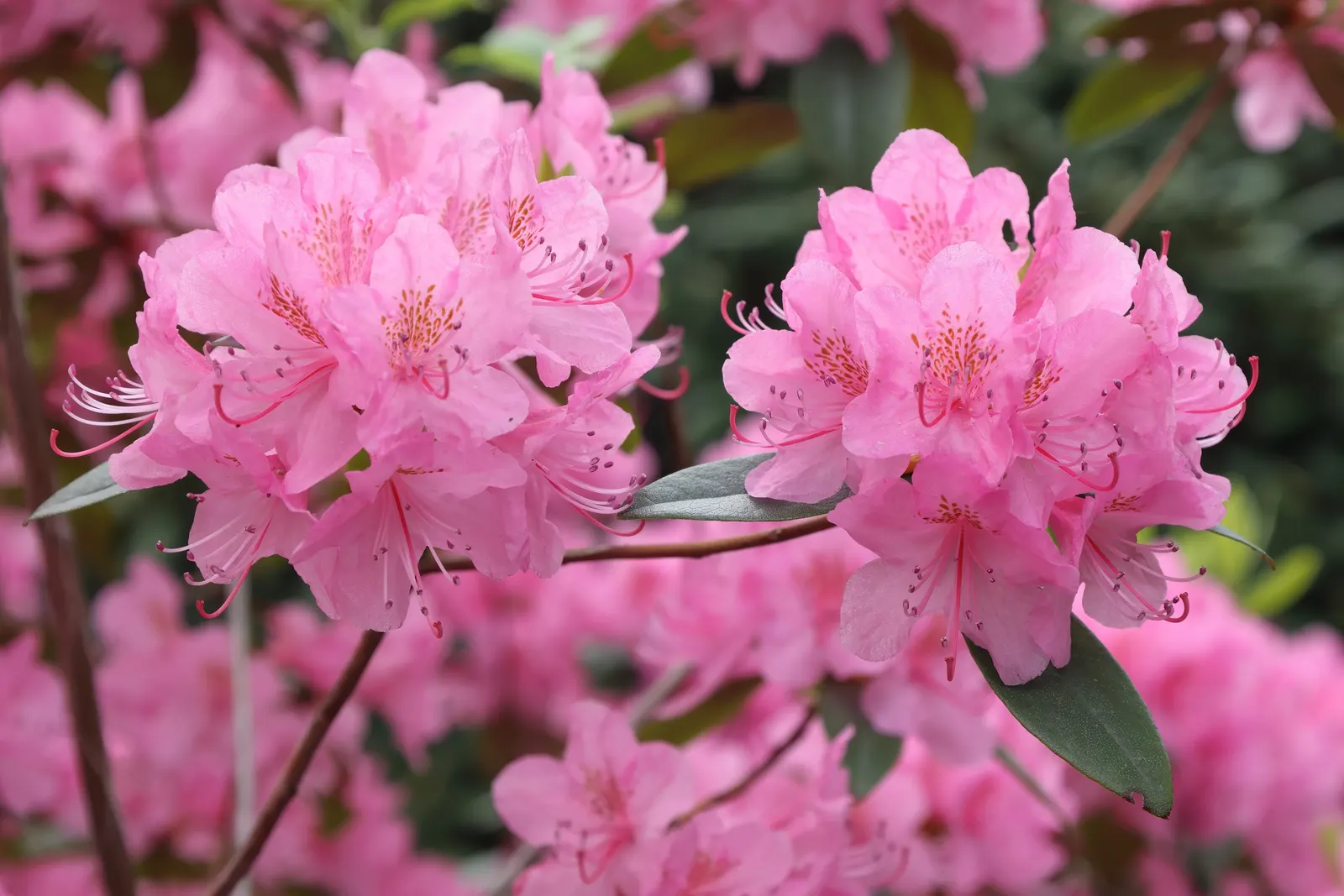 Aglo Rhododendron (Rhododendron 'Aglo') — Hardy in USDA zones 4-8, it reaches 2-4 feet in height and spread