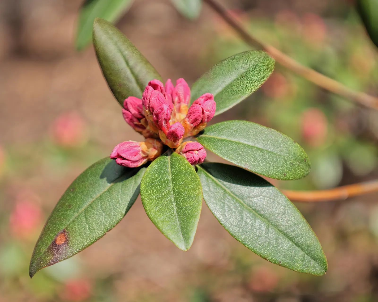 Aglo Rhododendron (Rhododendron 'Aglo') — The Rhododendron 'Aglo,' commonly referred to as Aglo Rhododendron