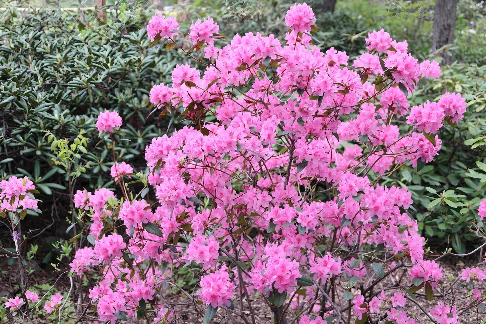 Aglo Rhododendron (Rhododendron 'Aglo') — Prefers acidic, well-drained soil