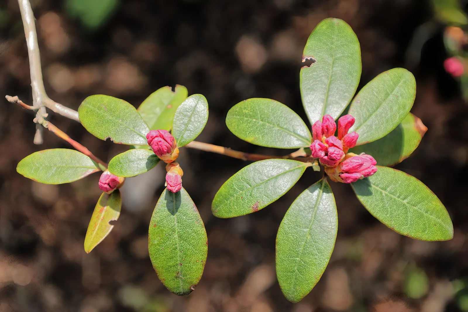 Aglo Rhododendron (Rhododendron 'Aglo') — it typically reaches heights of 3-4 feet with a similar spread of 3-4 feet