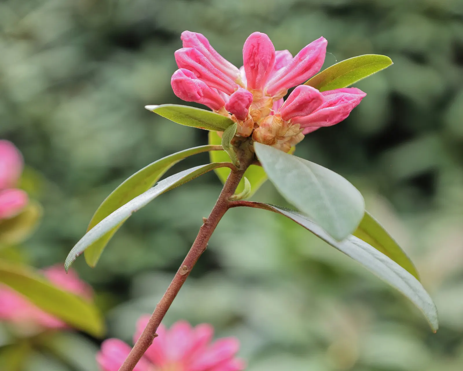 Aglo Rhododendron (Rhododendron 'Aglo') — Growing to a moderate size