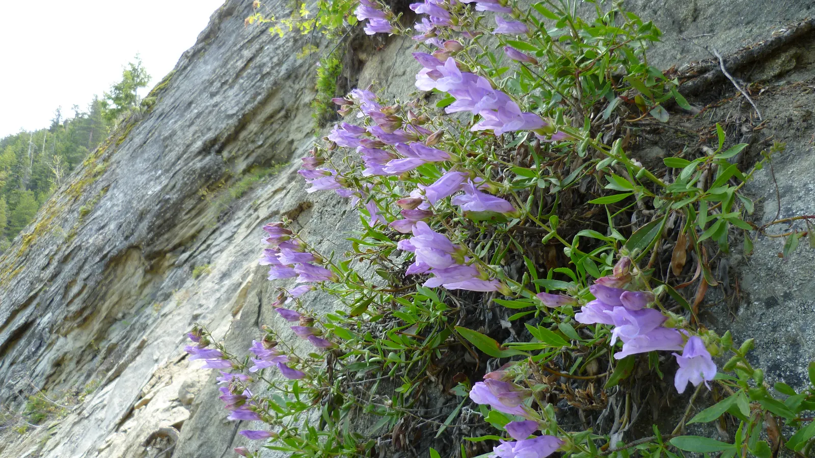 Shrubby Penstemon (Penstemon Fruticosus) — this species is low-maintenance