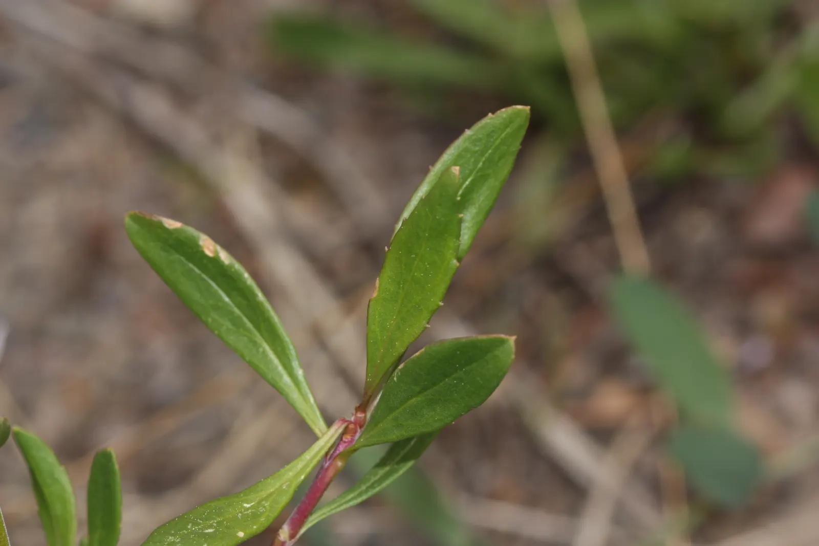 Shrubby Penstemon (Penstemon Fruticosus) — low-maintenance garden space that brims with life and color; making it ideal for xeriscaping or gardens with poor