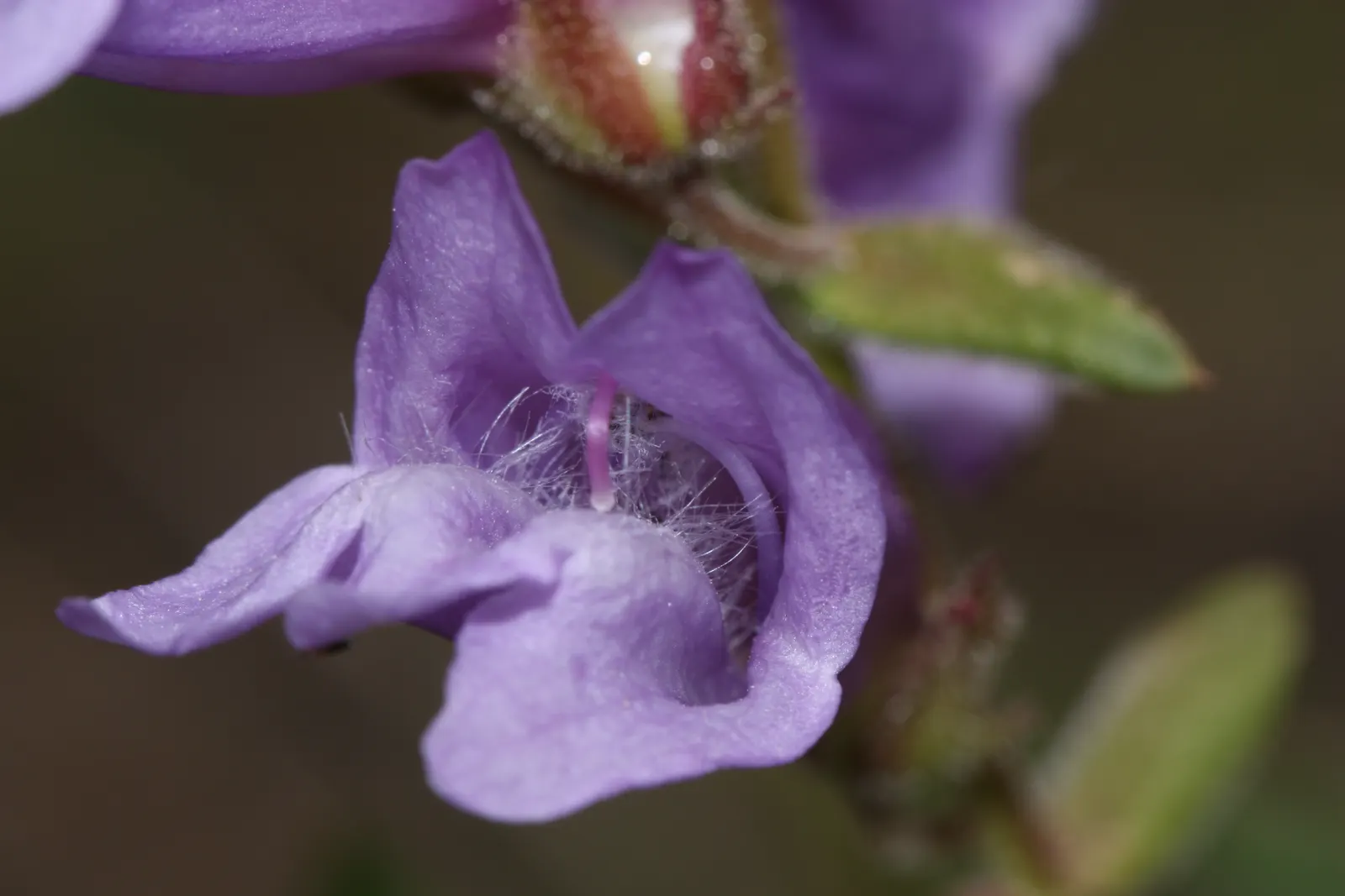 Shrubby Penstemon (Penstemon Fruticosus) — The Shrubby Penstemon (Penstemon fruticosus) is a perennial shrub standing 2-3 feet tall; space plants, image 35