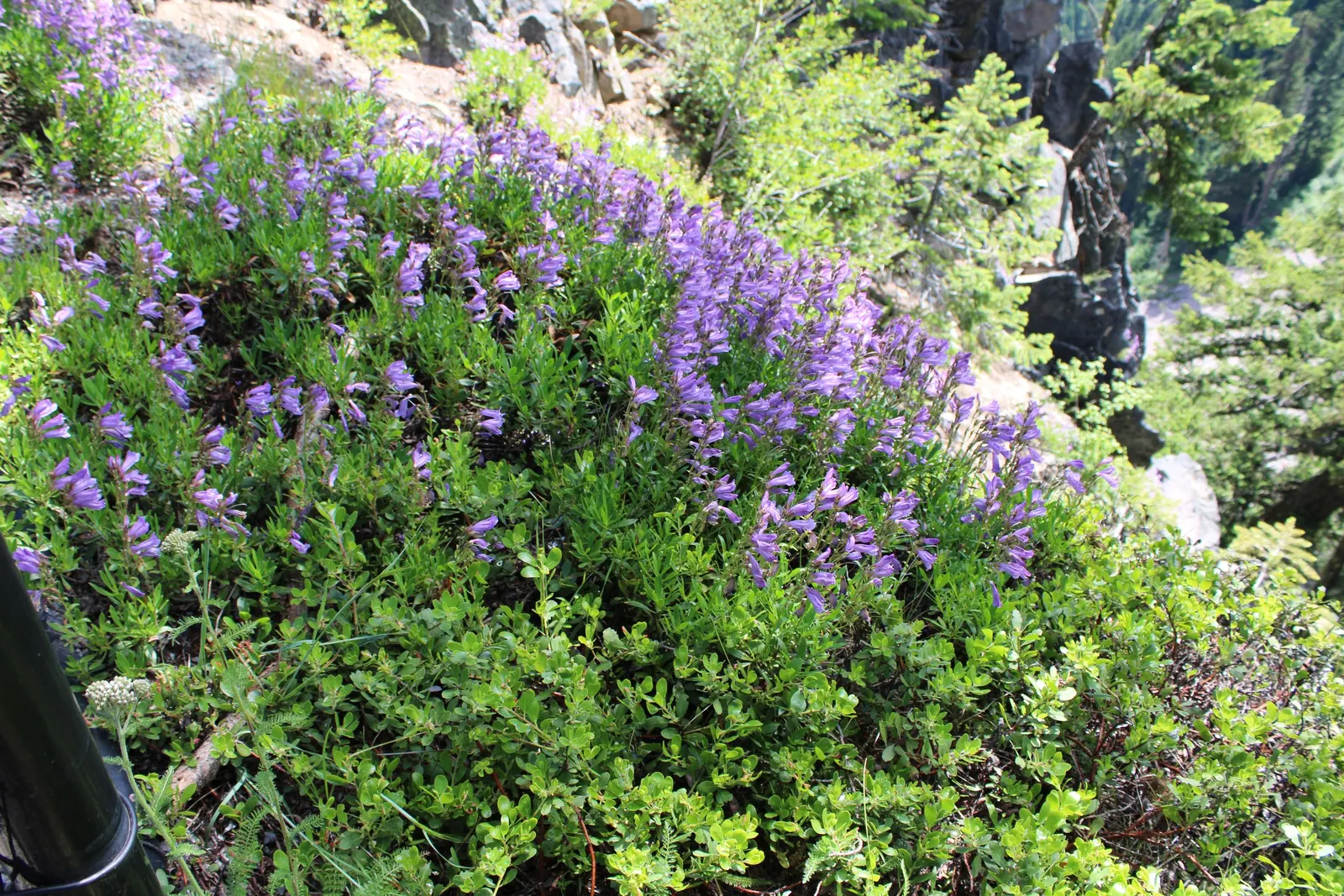 Shrubby Penstemon (Penstemon Fruticosus) — Leaves are evergreen, lending year-round interest to rock gardens and borders