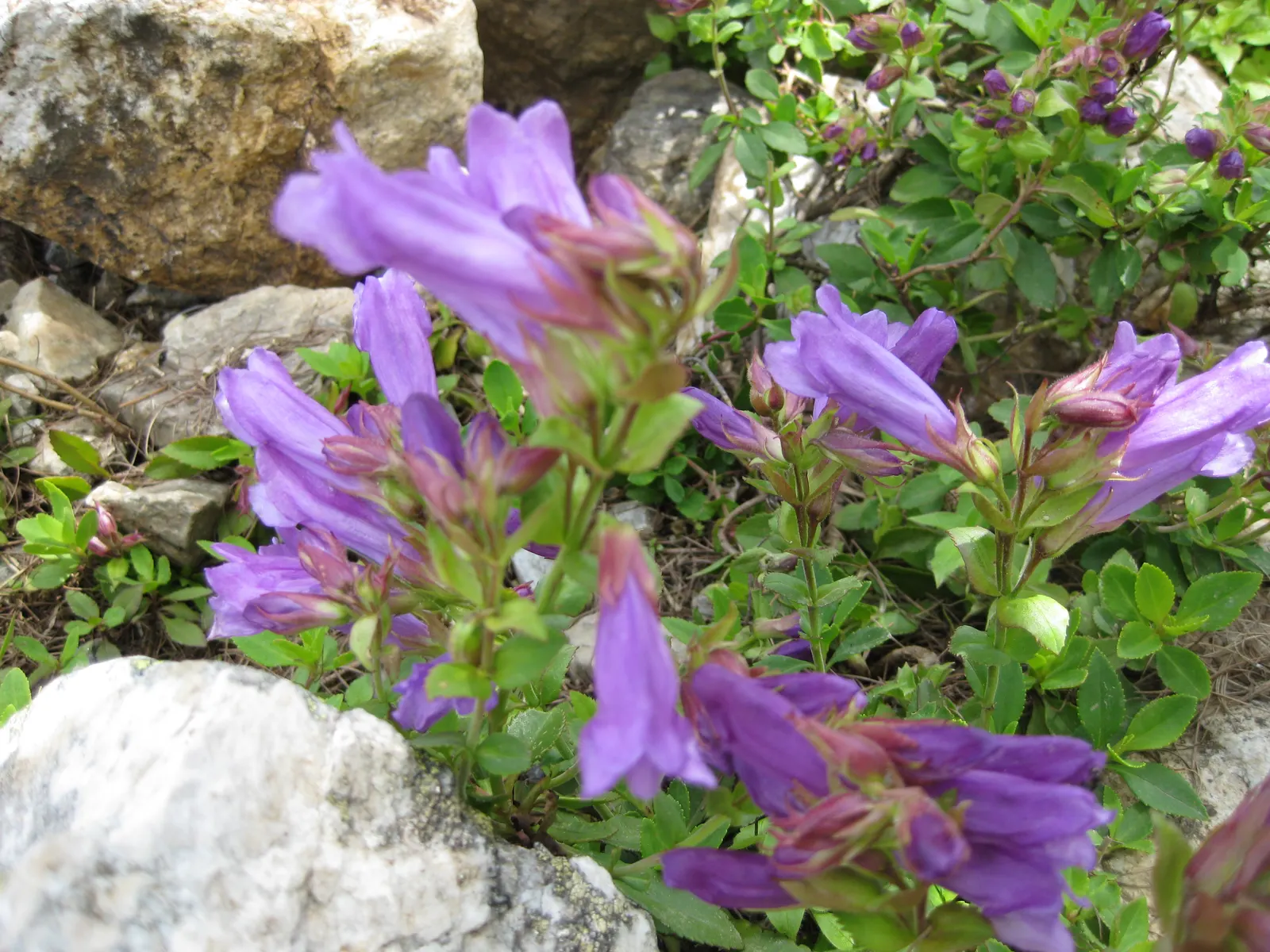 Shrubby Penstemon (Penstemon Fruticosus) — It boasts a semi-evergreen habit with glossy; blue flowers in the garden