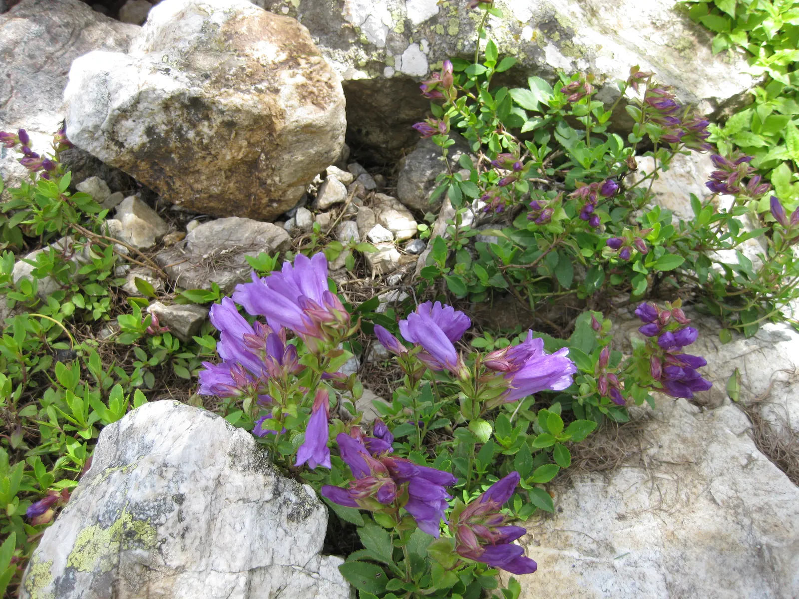 Shrubby Penstemon (Penstemon Fruticosus) — They are approximately 1 inch long and attract a variety of pollinators; leaves are evergreen, lending year-round