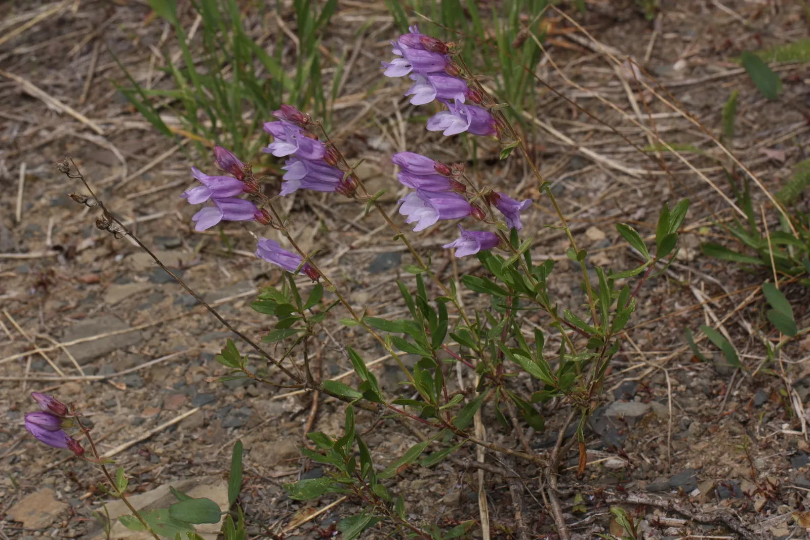 Shrubby Penstemon (Penstemon Fruticosus) — perennial for full