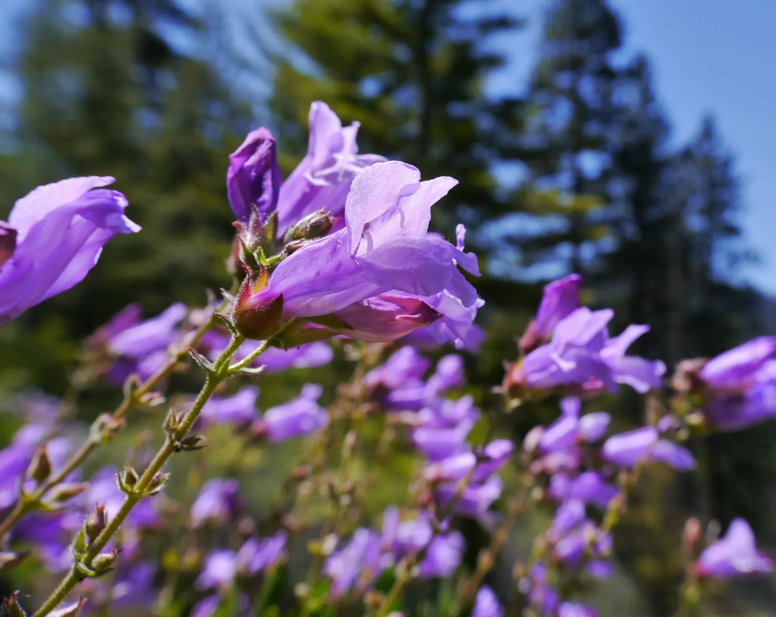 Shrubby Penstemon (Penstemon Fruticosus) — perennial with blue blooms