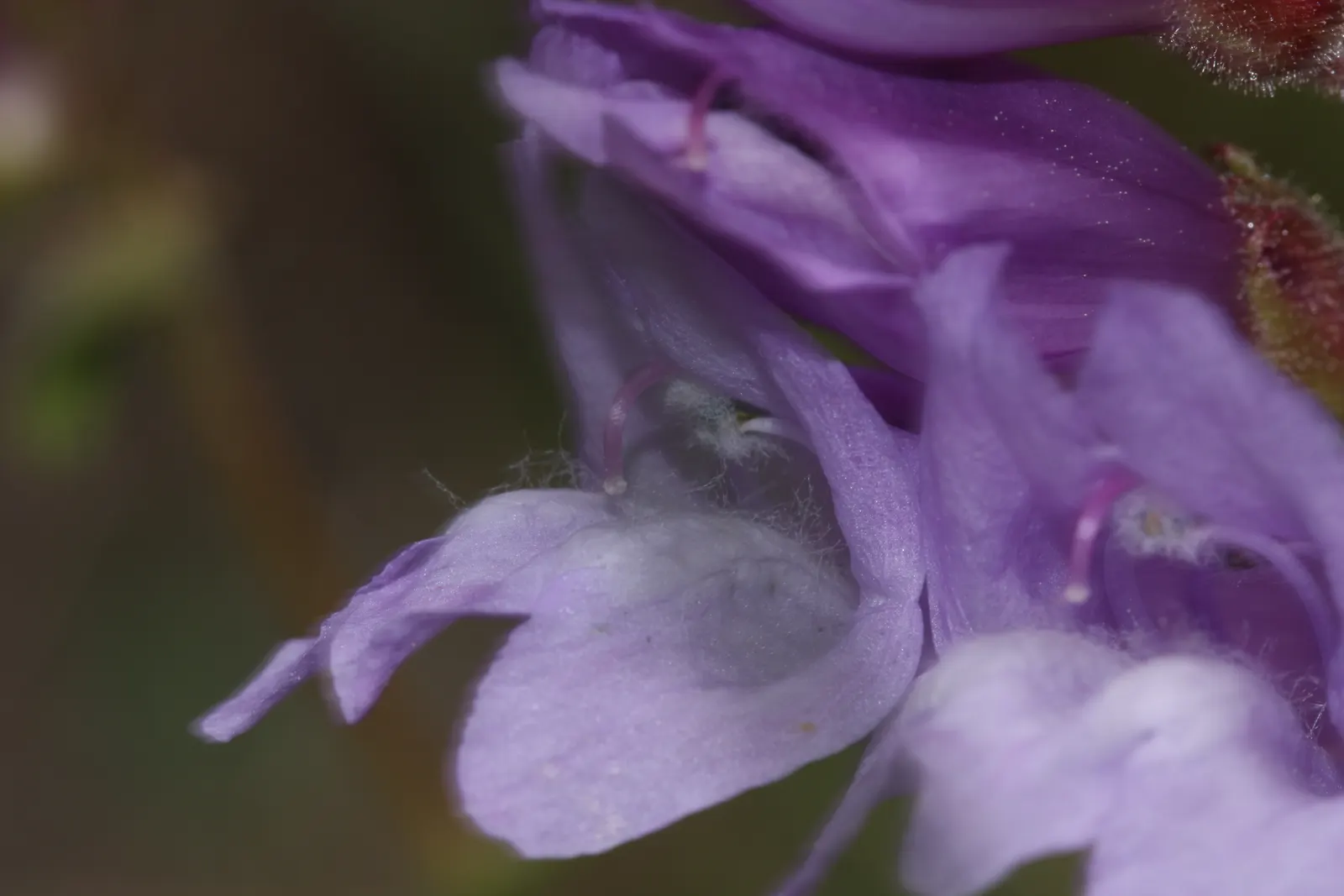 Shrubby Penstemon (Penstemon Fruticosus) — They are approximately 1 inch long and attract a variety of pollinators