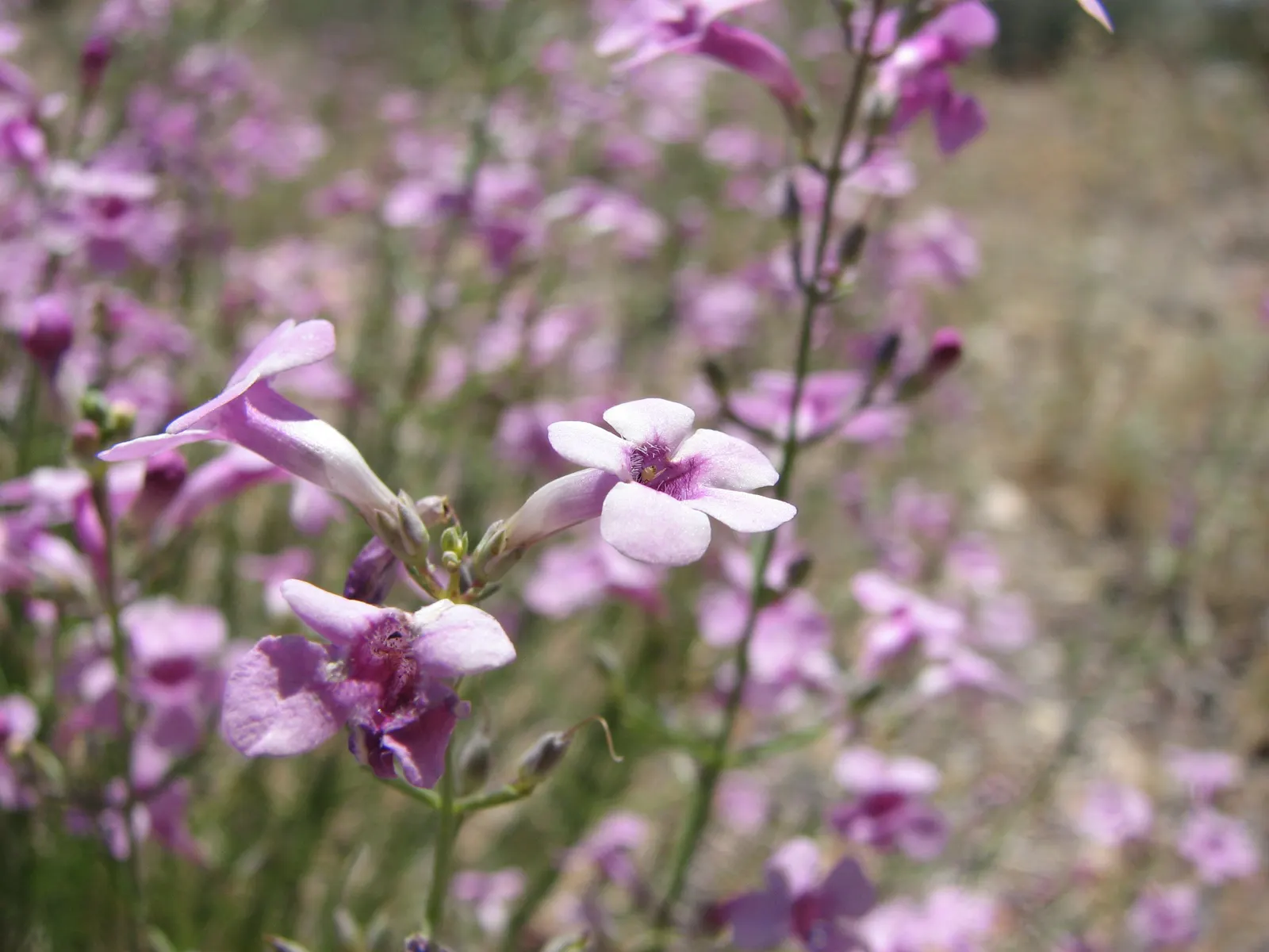 Shrubby Penstemon (Penstemon Fruticosus) — Leaves are evergreen, lending year-round interest to rock gardens and borders; plant it in well-draining soil for