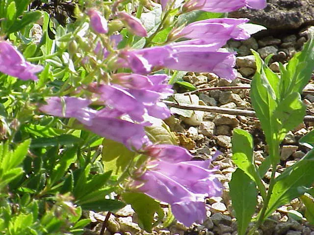 Shrubby Penstemon (Penstemon Fruticosus) — Leaves are evergreen, lending year-round interest to rock gardens and borders; plant it in well-draining, image 36