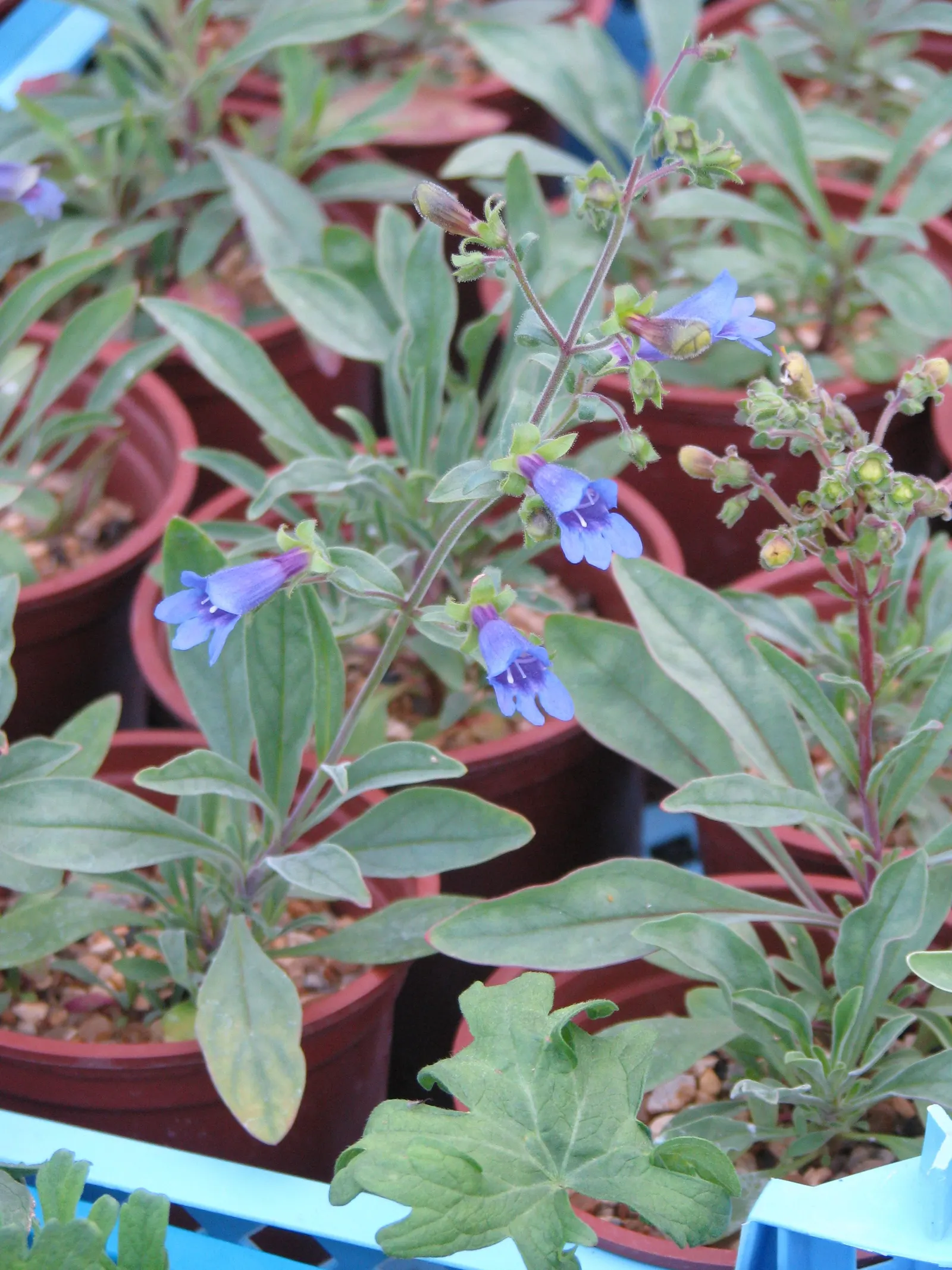 Shrubby Penstemon (Penstemon Fruticosus) — It is exceptionally drought-tolerant once established