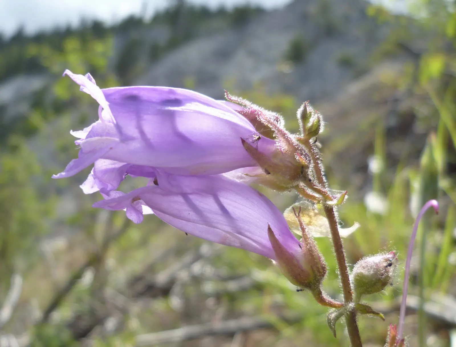 Shrubby Penstemon (Penstemon Fruticosus) — The flowers come in tubular shapes and are most commonly found in shades of pink