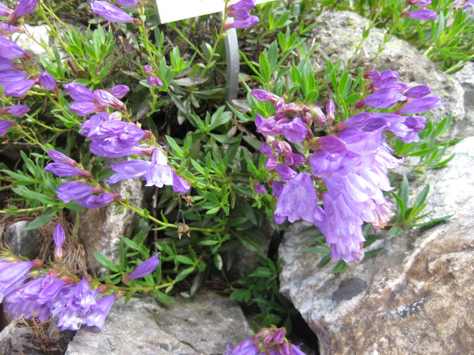 Shrubby Penstemon (Penstemon Fruticosus) — The Shrubby Penstemon (Penstemon fruticosus) is a perennial shrub standing 2-3 feet tall