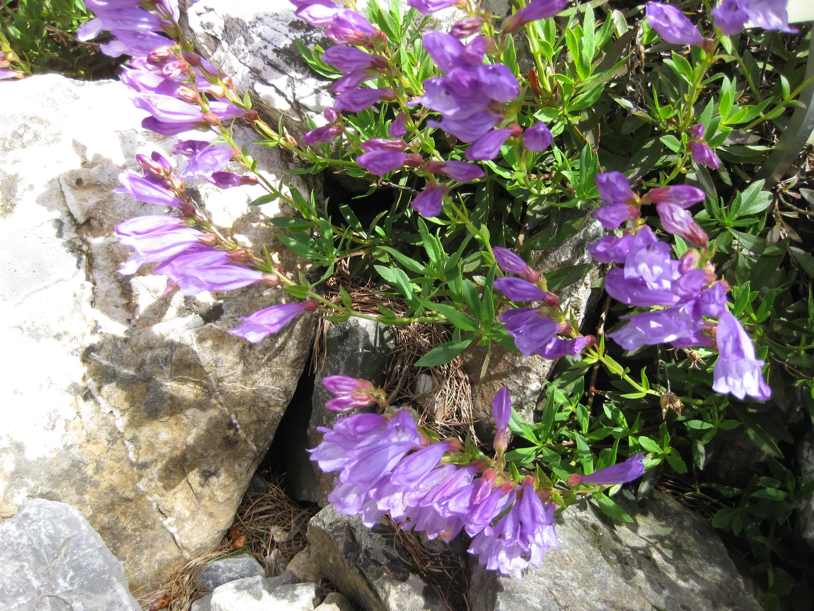 Shrubby Penstemon (Penstemon Fruticosus) — The Shrubby Penstemon (Penstemon fruticosus) is a perennial shrub standing 2-3 feet tall; space plants 18-24 inches