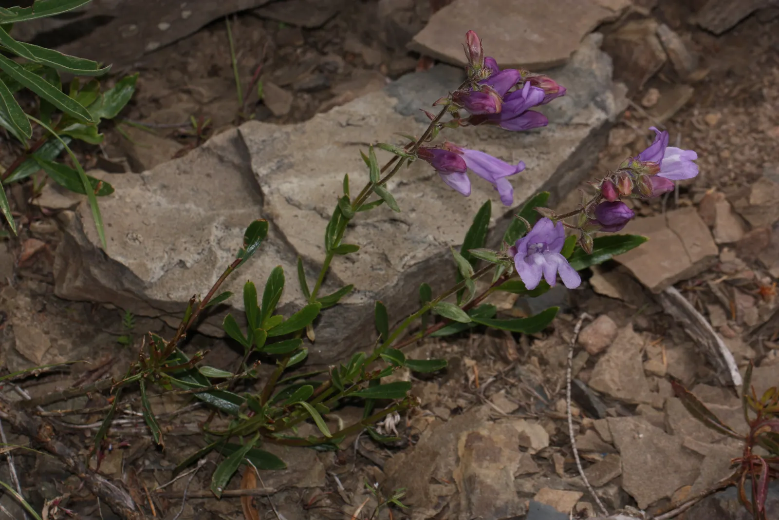 Shrubby Penstemon (Penstemon Fruticosus) — Prefers well-drained soils and tolerates drought once established