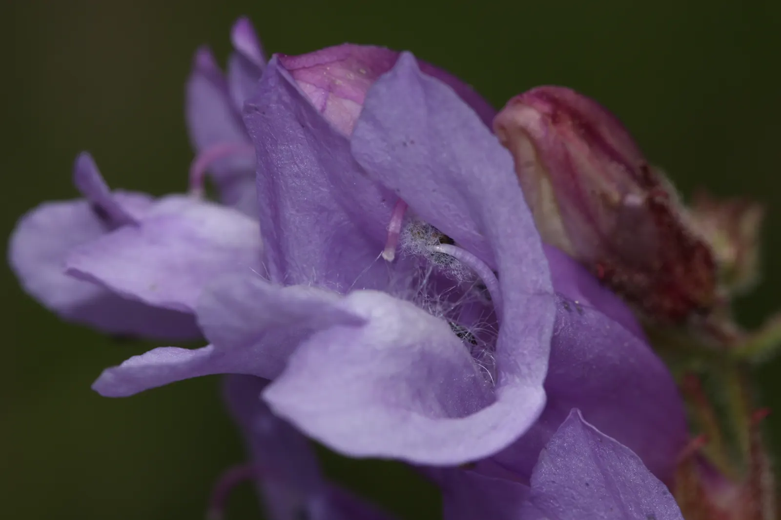 Shrubby Penstemon (Penstemon Fruticosus) — Prefers well-drained soils and tolerates drought once established; the Shrubby Penstemon (Penstemon fruticosus) is a