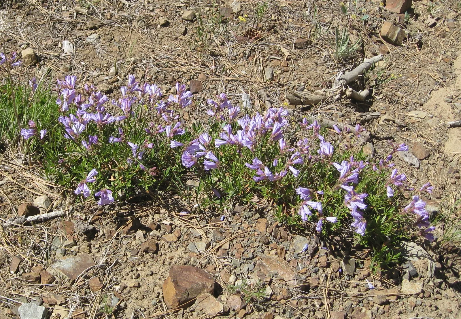 Shrubby Penstemon (Penstemon Fruticosus) — Plant it in well-draining soil for best results; which present a splendid display from late spring through early