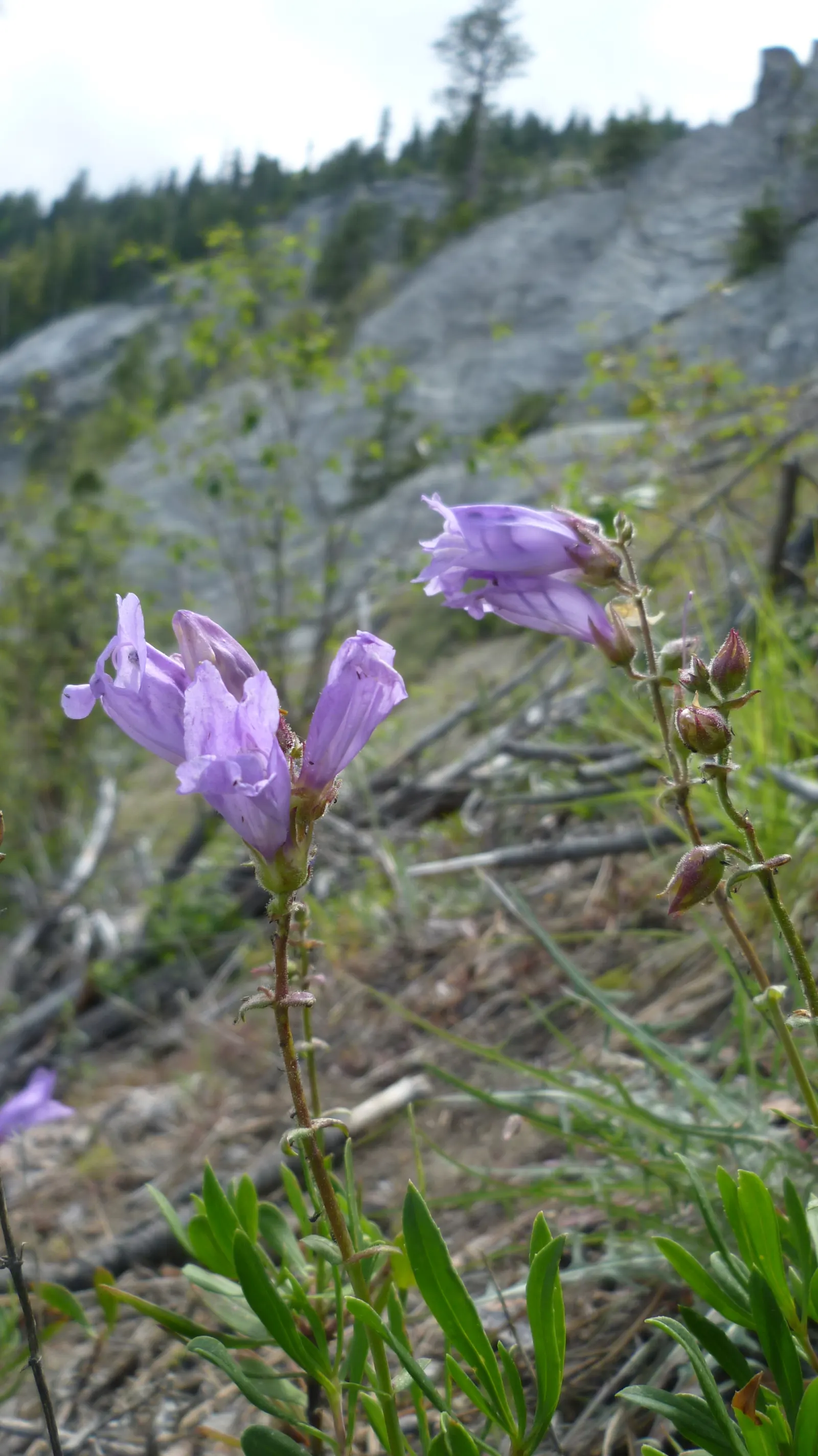 Shrubby Penstemon (Penstemon Fruticosus) — making it ideal for xeriscaping or gardens with poor soil conditions