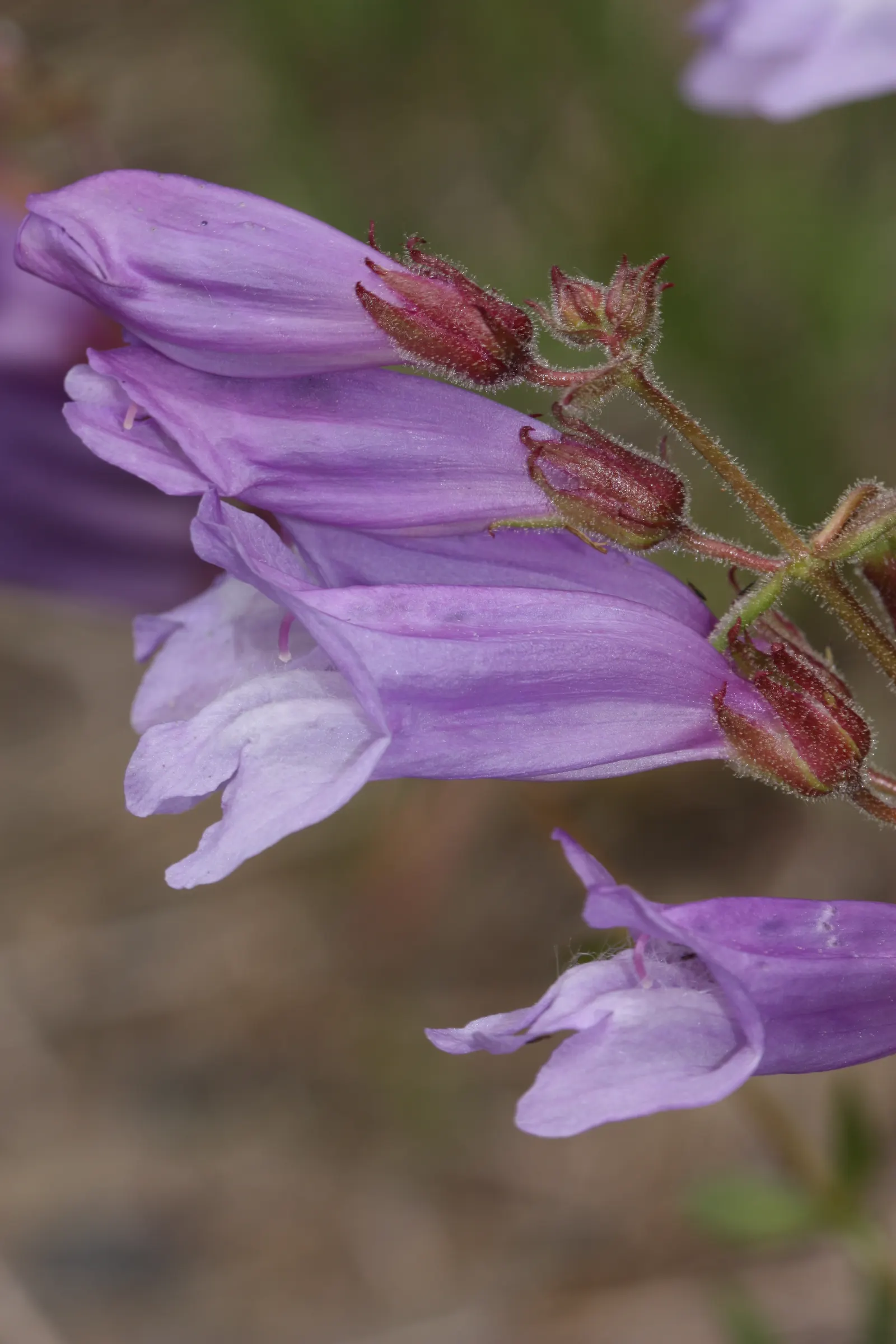 Shrubby Penstemon (Penstemon Fruticosus) — It boasts a semi-evergreen habit with glossy