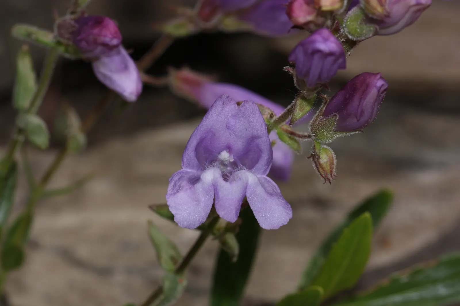 Shrubby Penstemon (Penstemon Fruticosus) — perennial with blue blooms; the flowers come in tubular shapes and are most commonly found in shades of pink