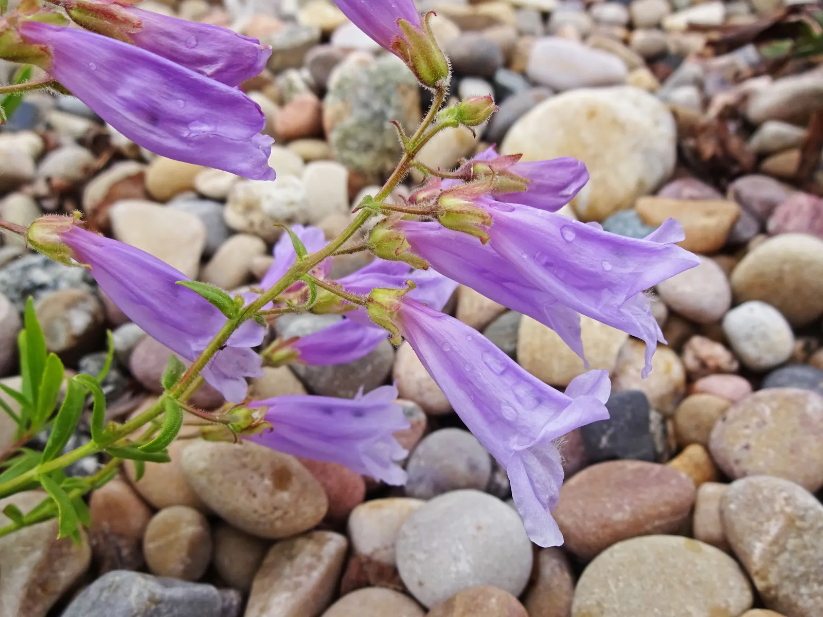 Shrubby Penstemon (Penstemon Fruticosus) — requiring minimal pruning and care once established; prefers well-drained soils and tolerates drought once