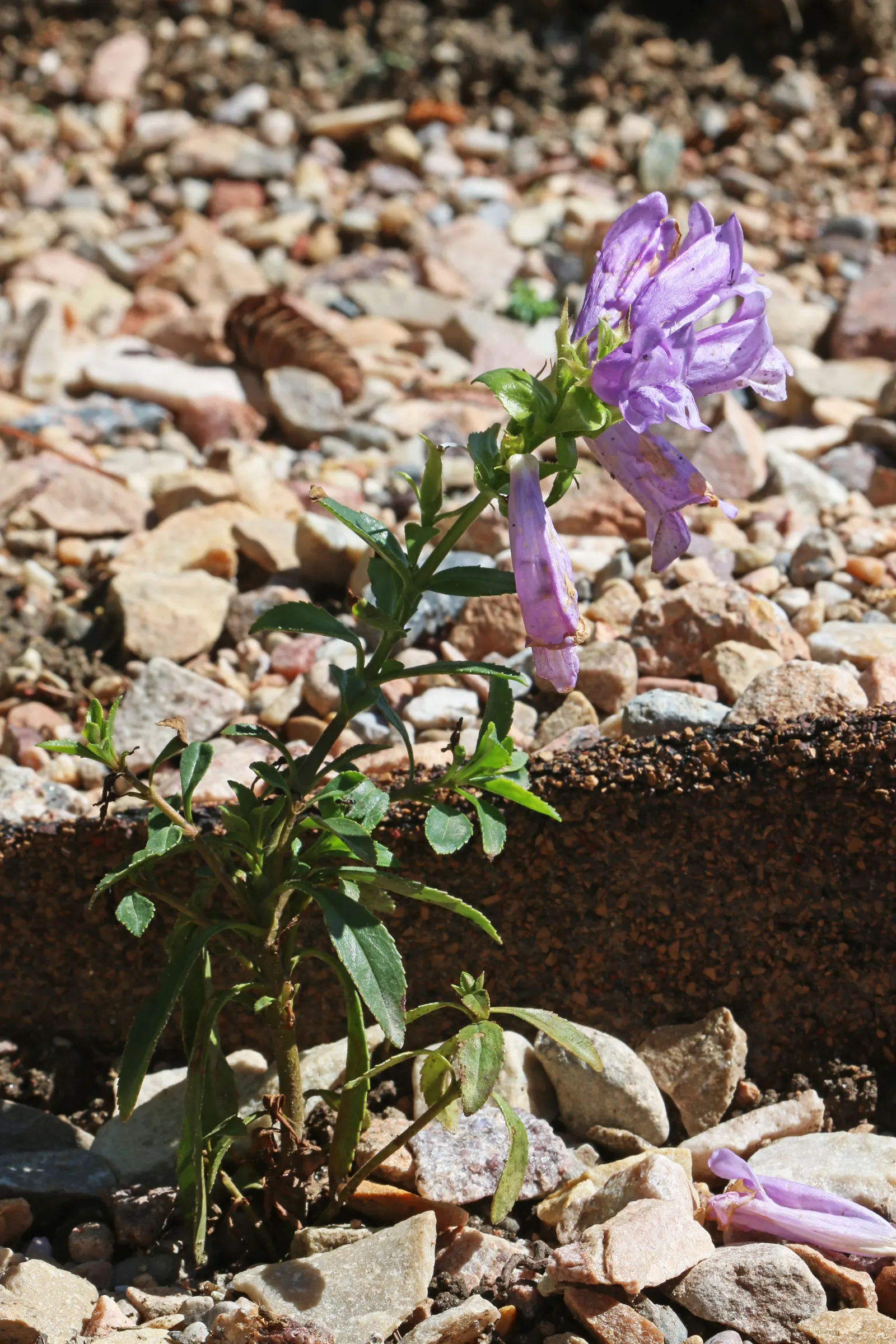 Shrubby Penstemon (Penstemon Fruticosus) — It is exceptionally drought-tolerant once established, image 26