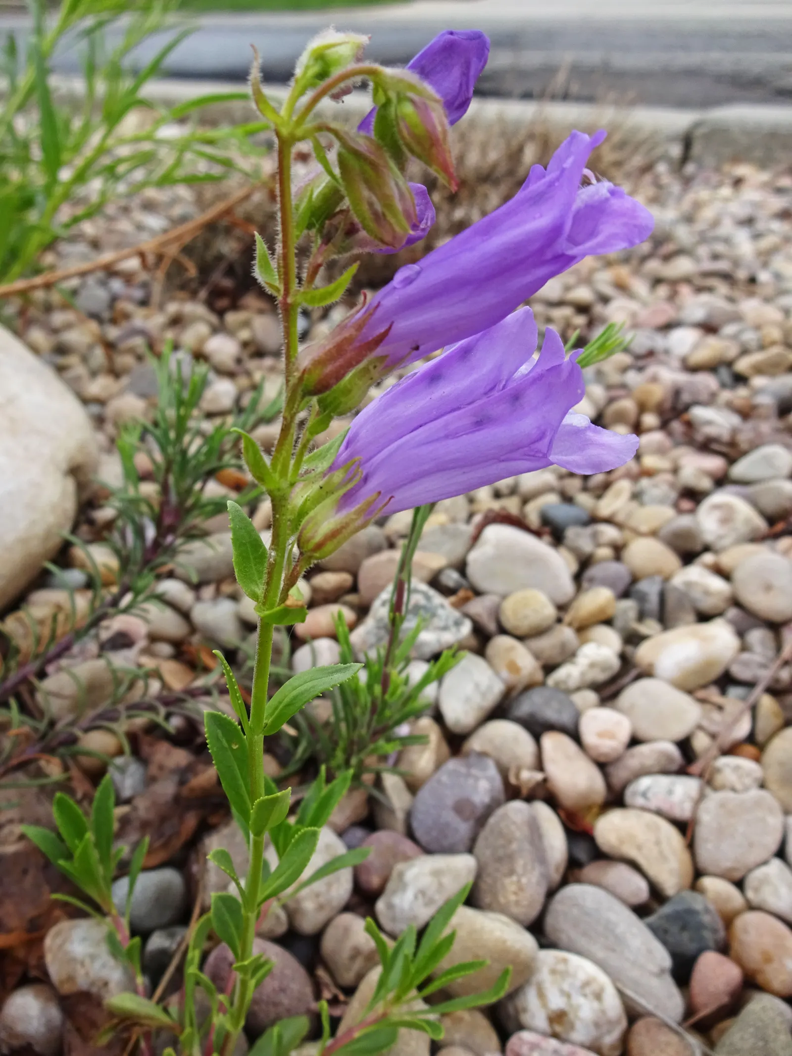 Shrubby Penstemon (Penstemon Fruticosus) — Prefers well-drained soils and tolerates drought once established; the Shrubby Penstemon (Penstemon, image 37