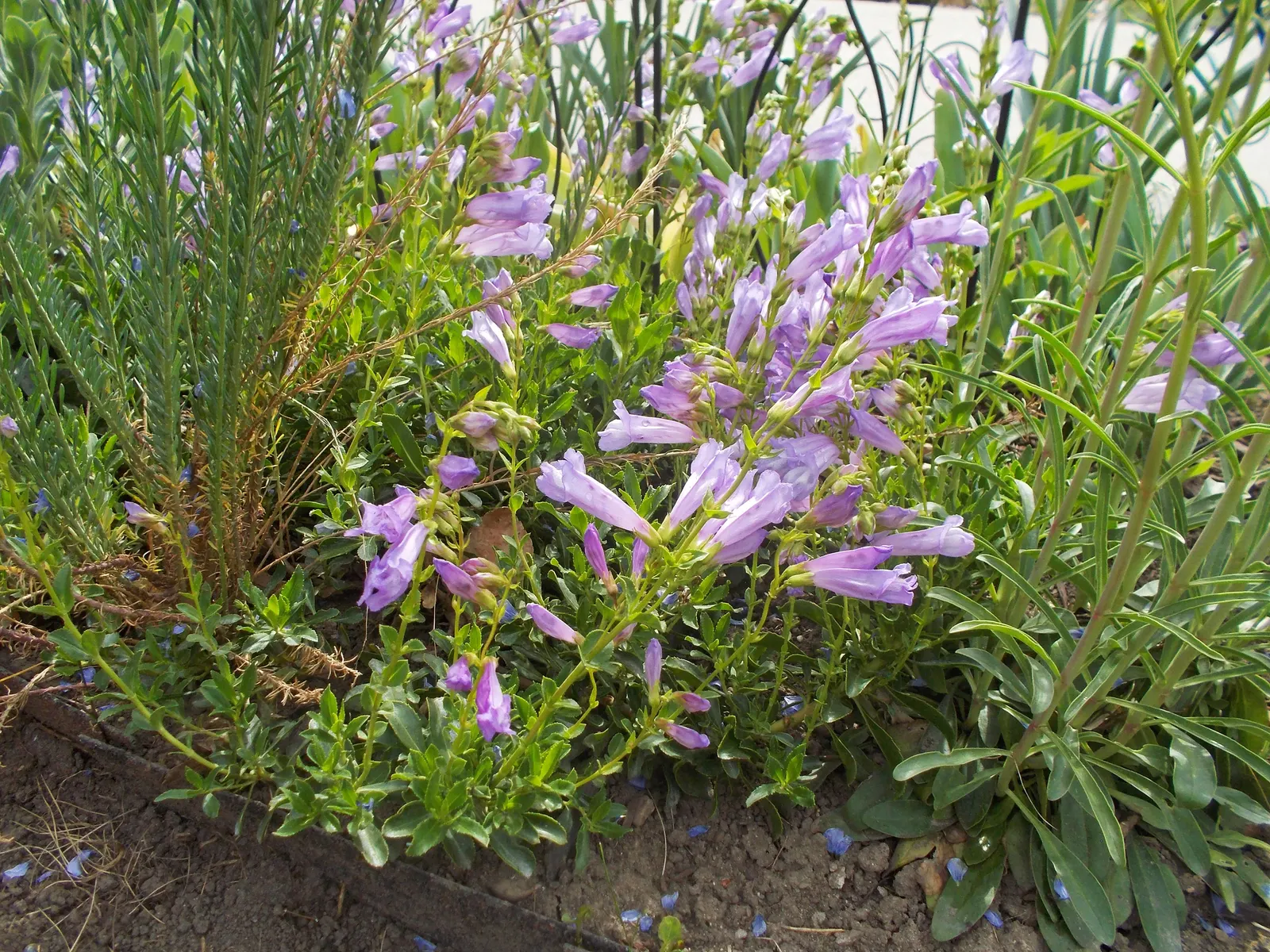 Shrubby Penstemon (Penstemon Fruticosus) — low-maintenance garden space that brims with life and color