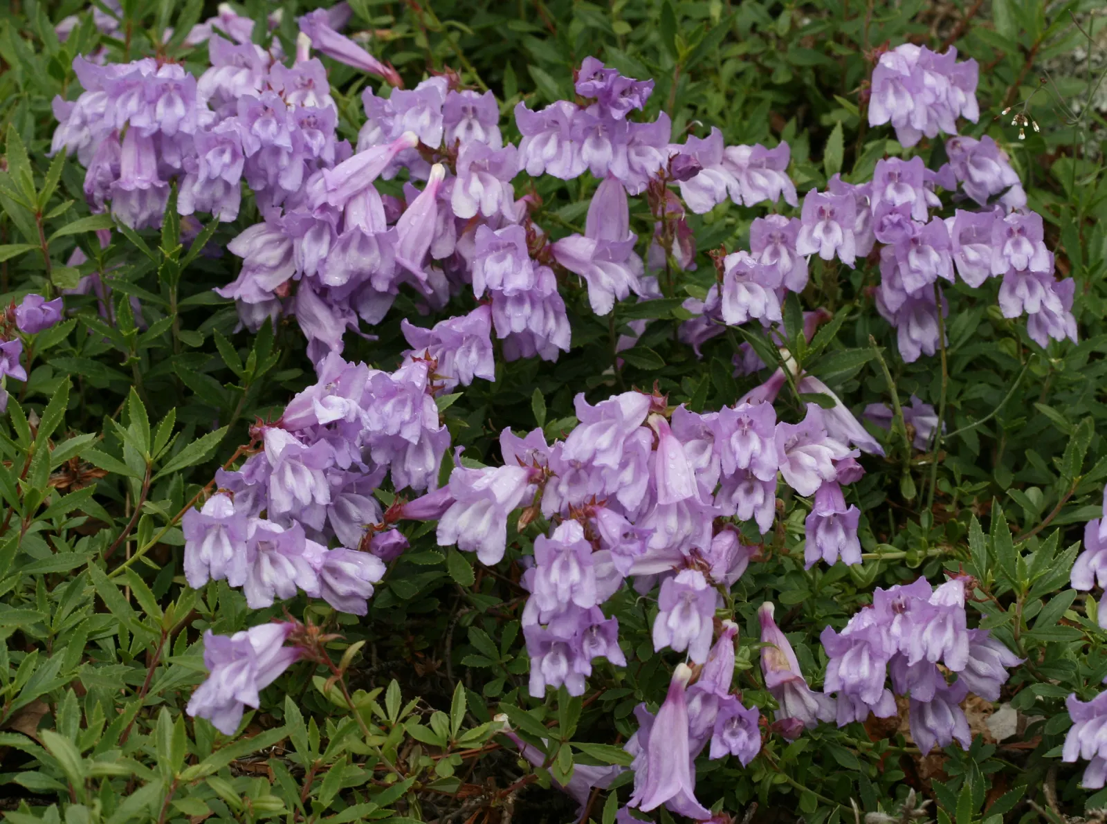 Shrubby Penstemon (Penstemon Fruticosus) — requiring minimal pruning and care once established