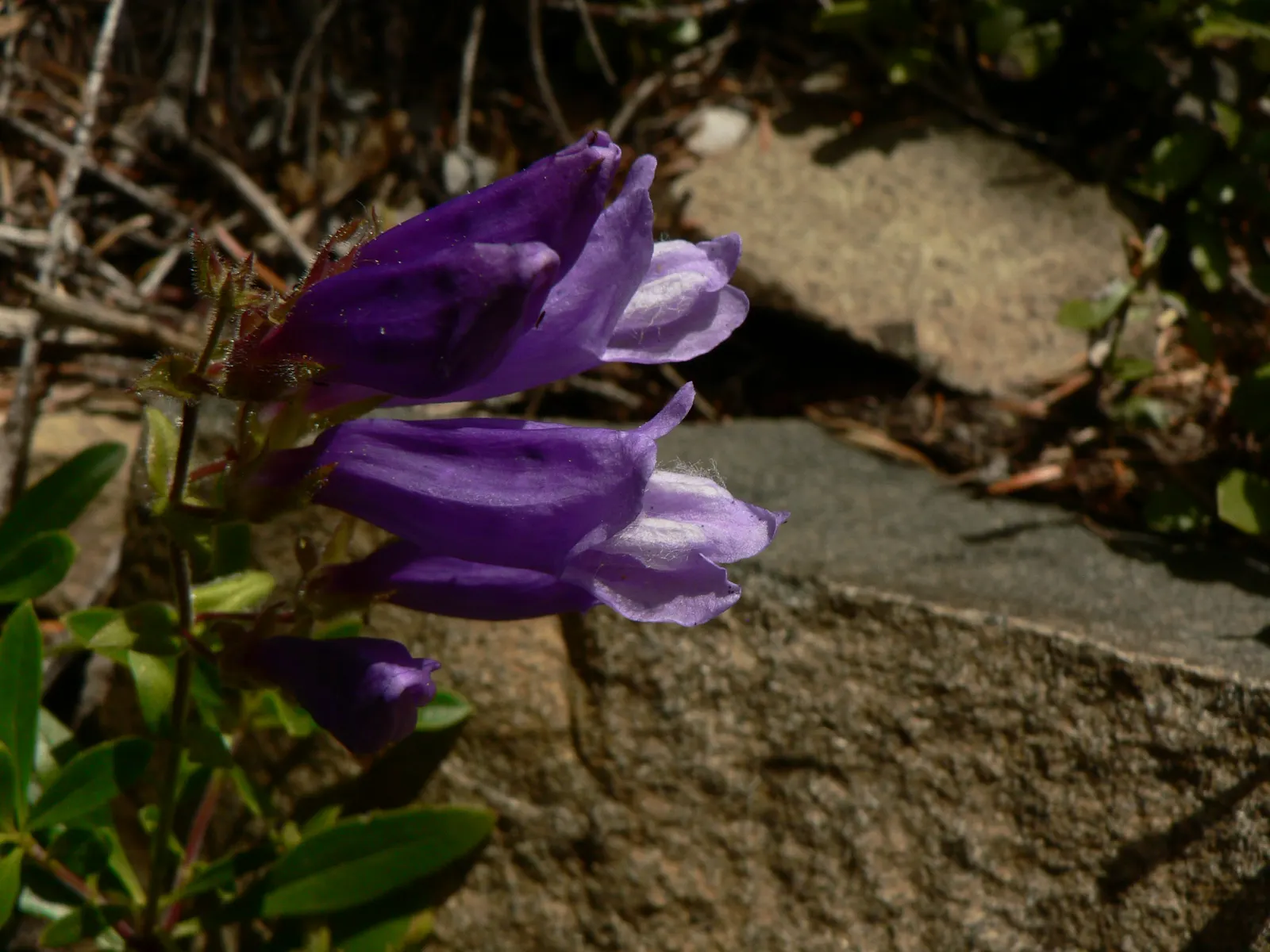 Shrubby Penstemon (Penstemon Fruticosus) — Plant it in well-draining soil for best results