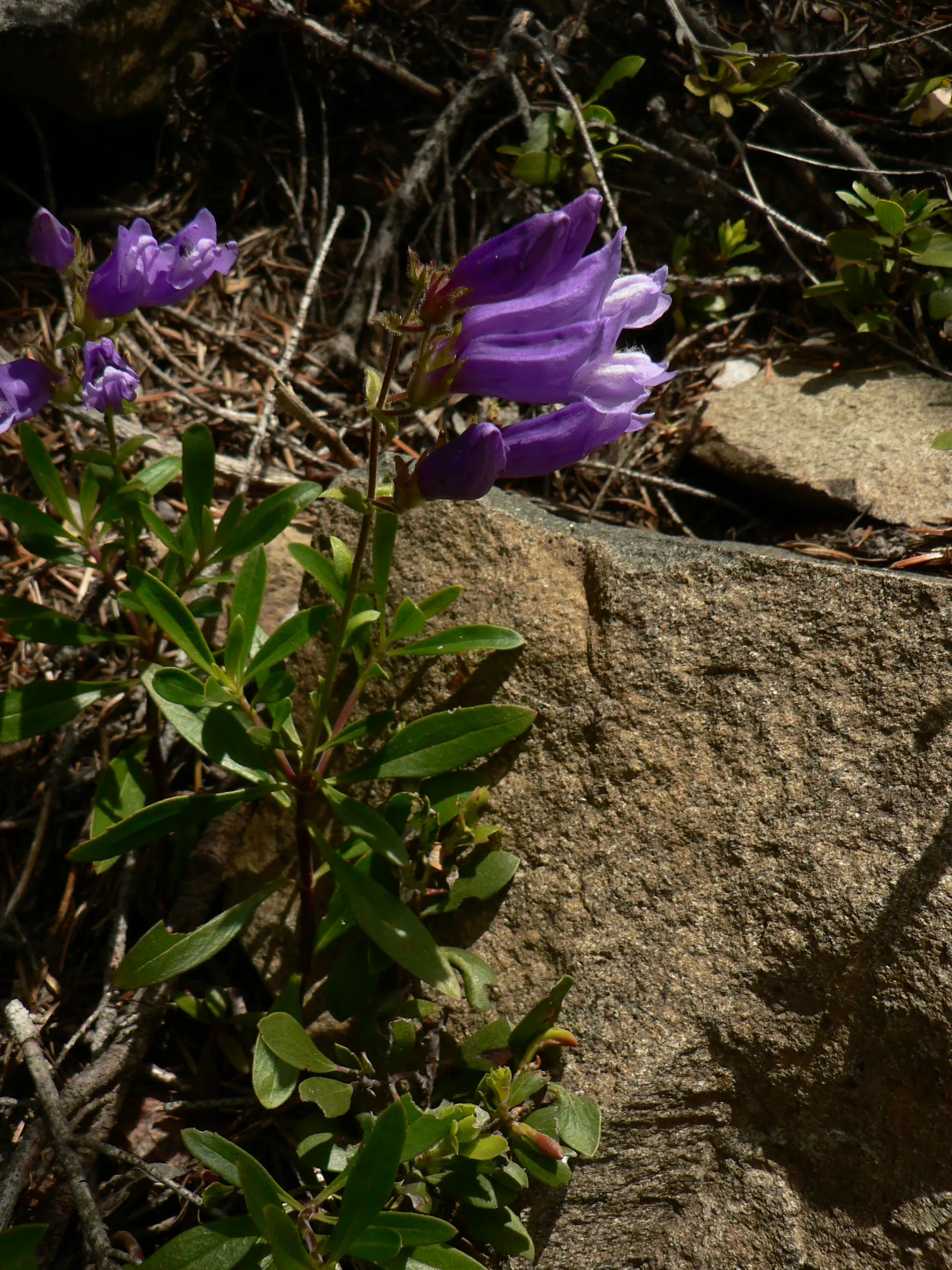 Shrubby Penstemon (Penstemon Fruticosus) — which present a splendid display from late spring through early summer; it boasts a semi-evergreen habit with glossy