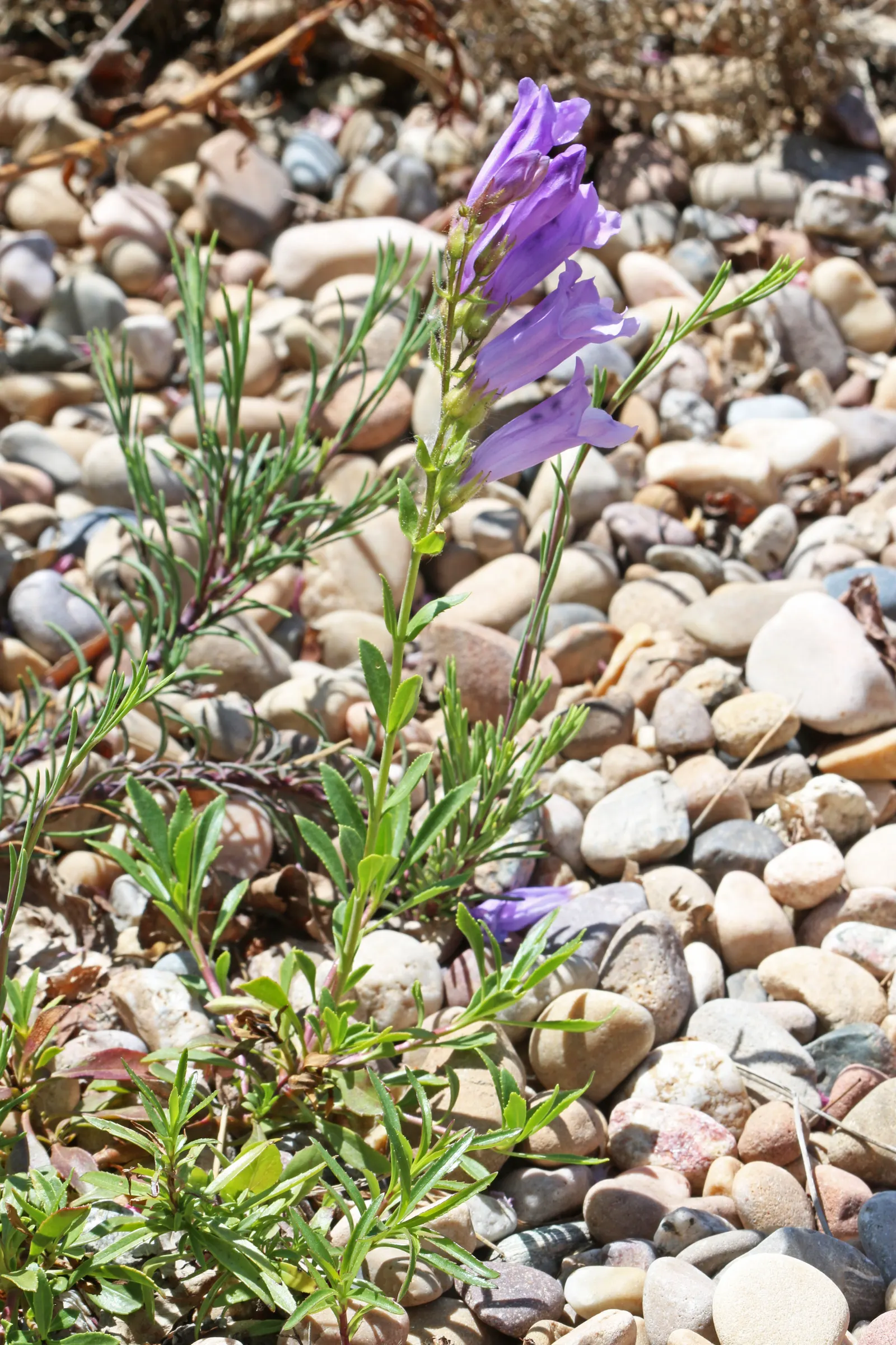 Shrubby Penstemon (Penstemon Fruticosus) — Space plants 18-24 inches apart to accommodate their bushy spread; they are approximately 1 inch long and attract a