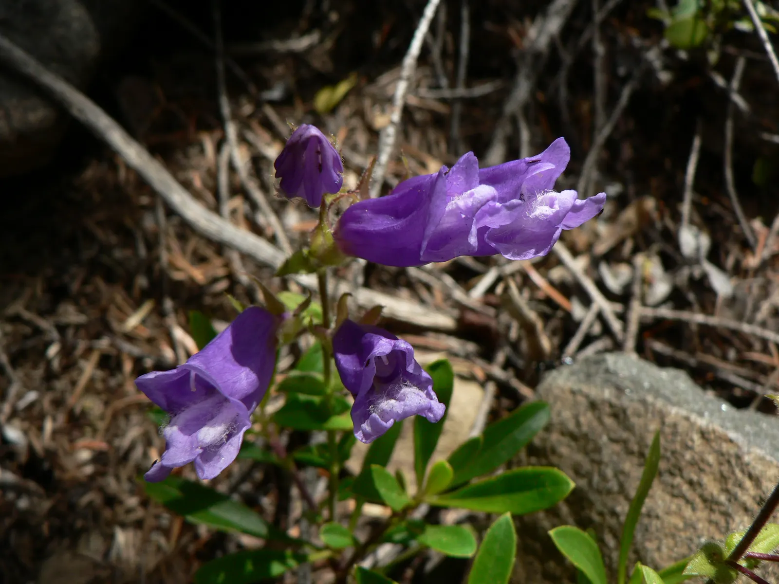 Shrubby Penstemon (Penstemon Fruticosus) — blue flowers in the garden