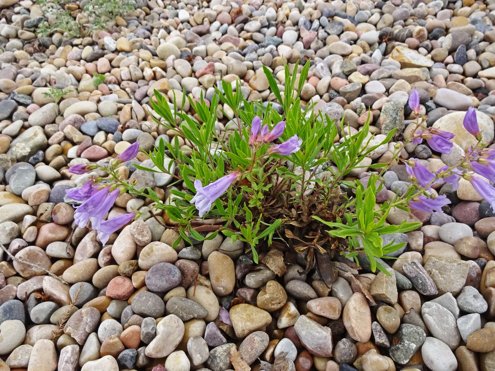 Shrubby Penstemon (Penstemon Fruticosus) — perennial for full; low-maintenance garden space that brims with life and color