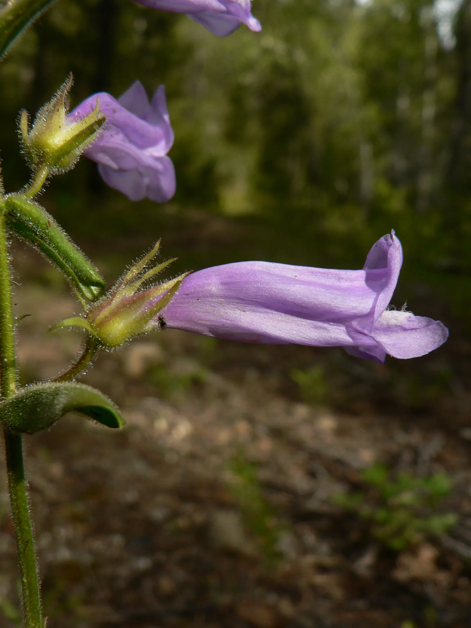 Shrubby Penstemon (Penstemon Fruticosus) — The flowers come in tubular shapes and are most commonly found in shades of pink; this species is low-maintenance