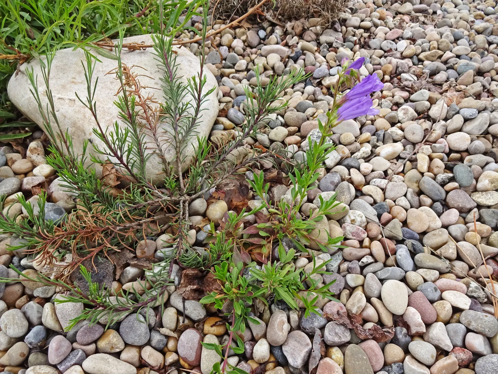 Shrubby Penstemon (Penstemon Fruticosus) — this species is low-maintenance; requiring minimal pruning and care once established