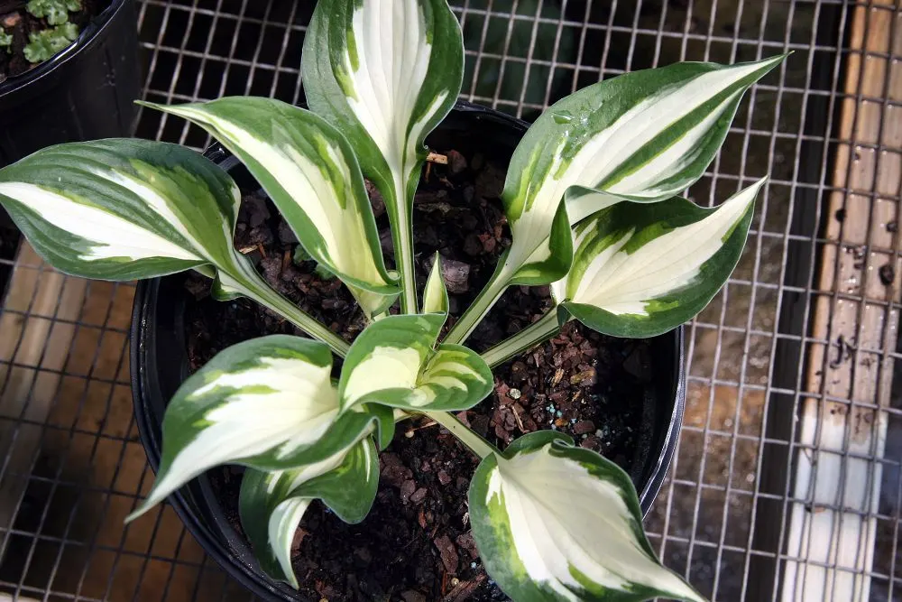 Loyalist Hosta (Hosta 'Loyalist') — The Hosta 'Loyalist' is a striking perennial prized for its vibrant foliage